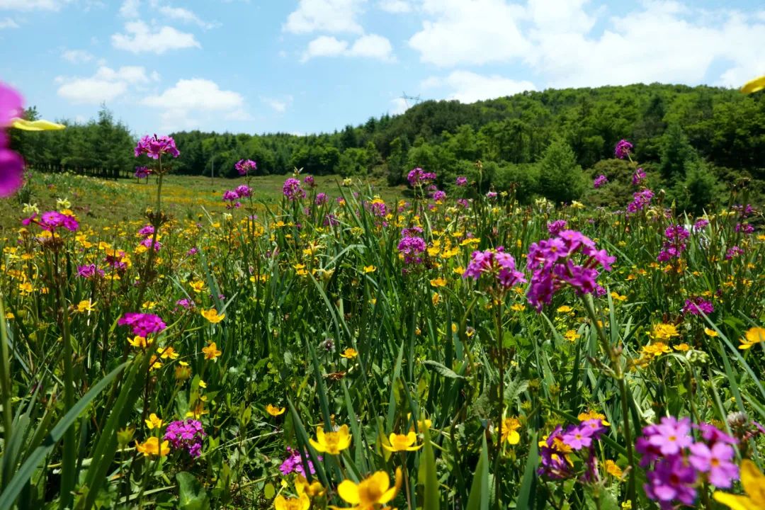 欣赏 | 昭通永善大海子湿地:整个夏季都亮丽