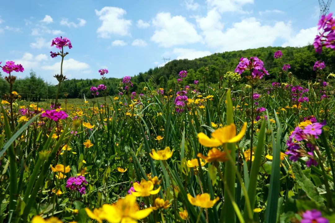 欣赏| 昭通永善大海子湿地:整个夏季都亮丽