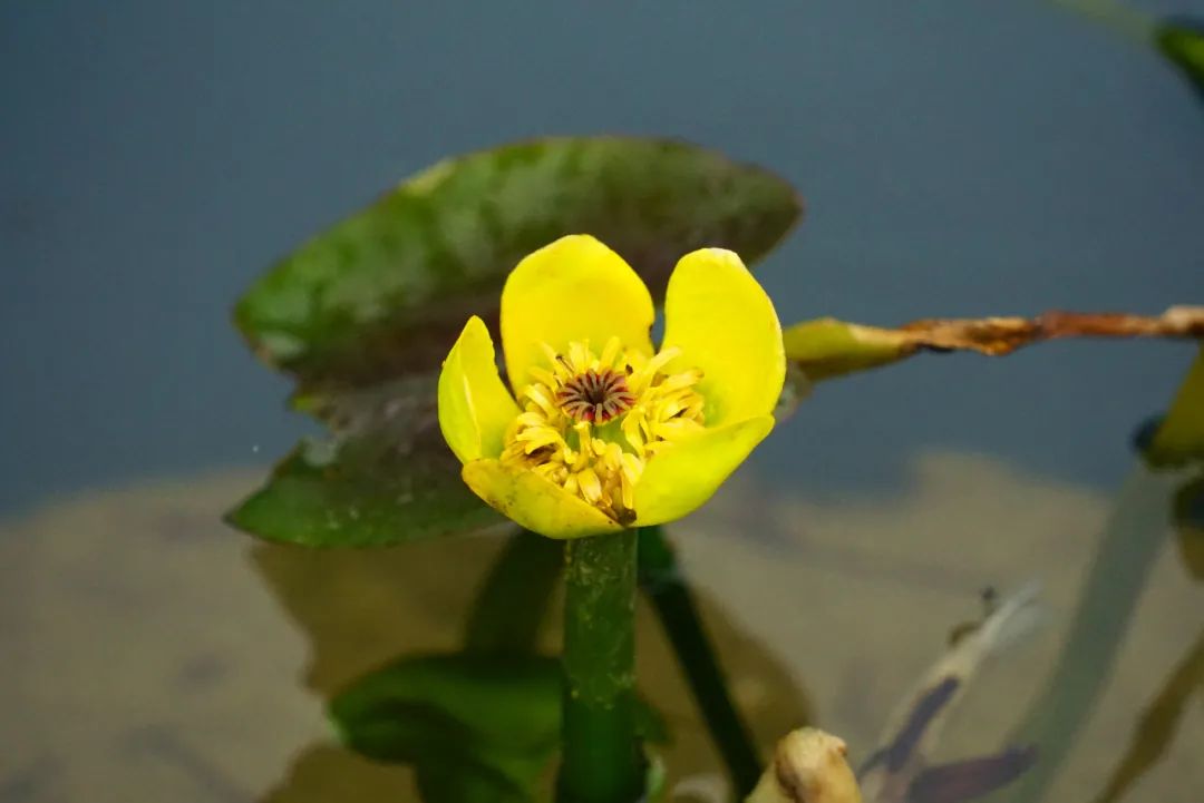 初夏罕见的"水面一盏灯"——萍蓬草