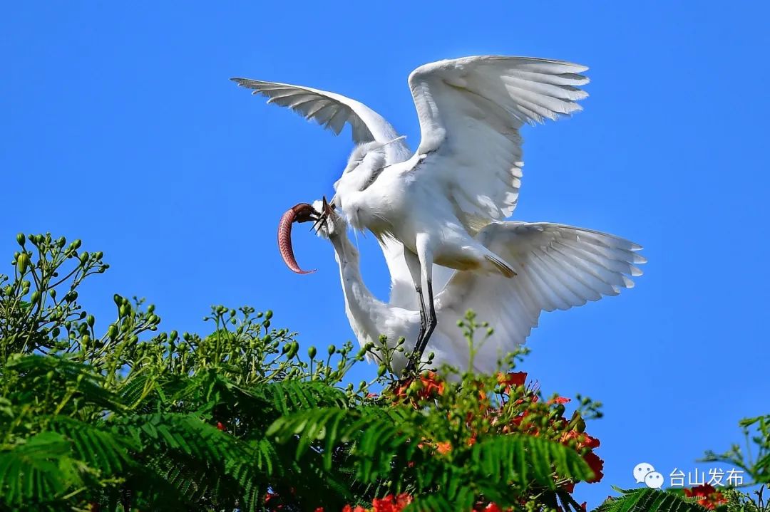 鳳凰花上舞蹁躚台山攝影師鏡頭下的鷺鳥值得分享收藏