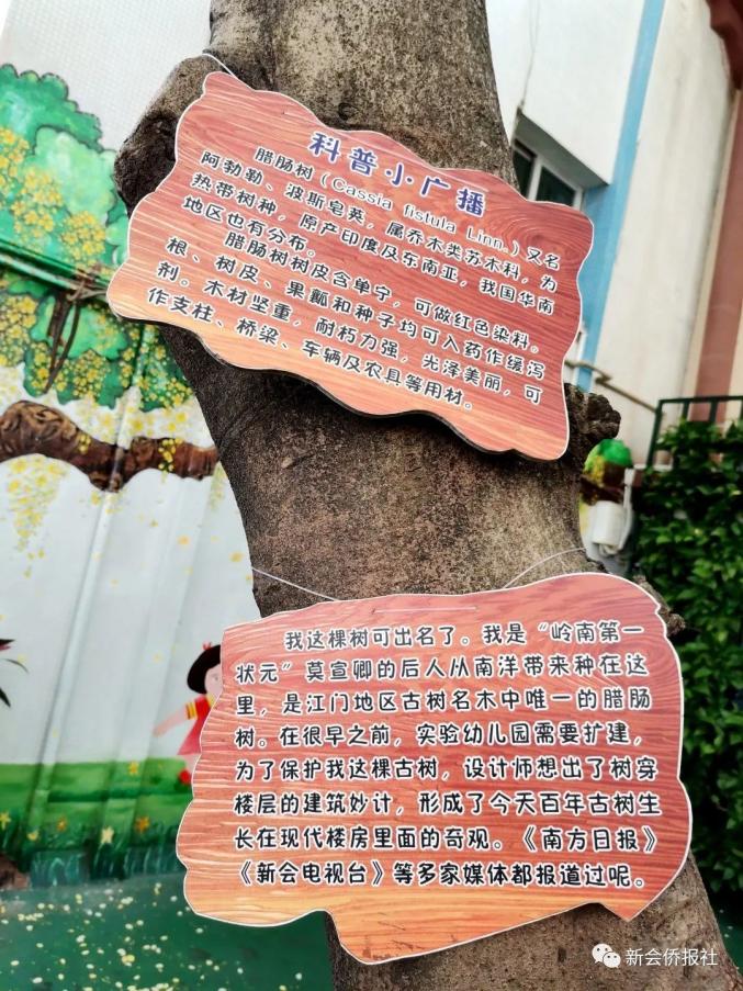 新会一所幼儿园内百年老树开花满目金黄