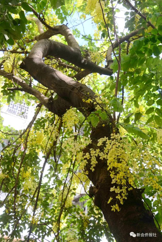新会一所幼儿园内百年老树开花满目金黄