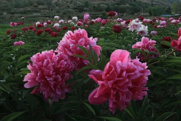 定西隔花相守如是往昔