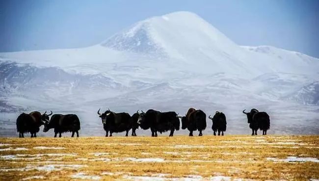 局发布消息,当地生态管护员在长江源园区巡护时,遇到了一个野牦牛群