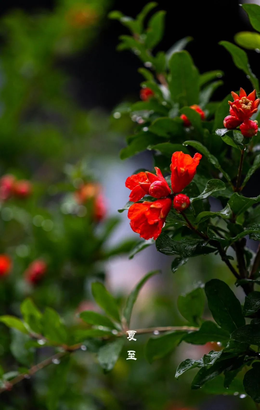 夏至手摇蒲扇的日子到了
