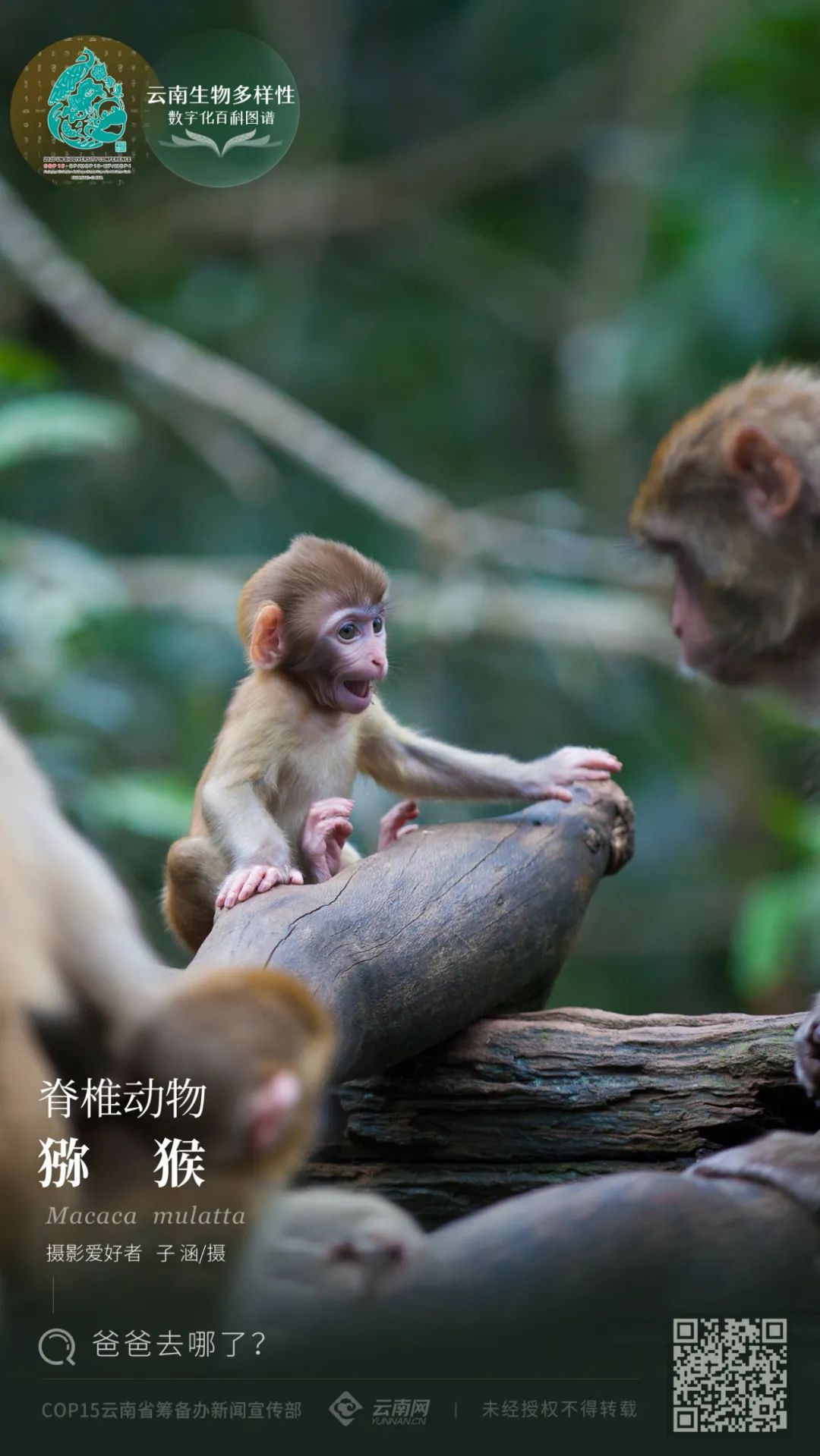 【云南生物多样性数字化百科图谱】脊椎动物·猕猴:爸爸去哪了?