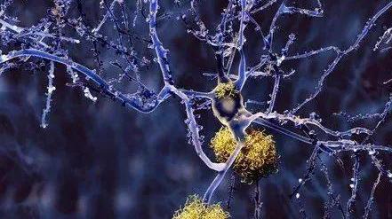 导致神经病变的Tau蛋白缠绕，究竟如何损害了神经？