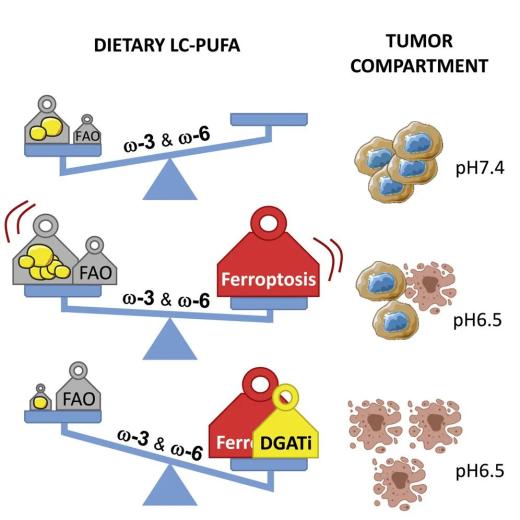 补充ω-3脂肪酸可辅助抗癌近日,cell press期刊cancer cell发表新文章