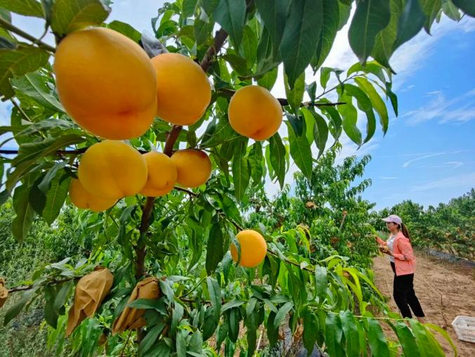 黄桃熟采摘忙乡村兴