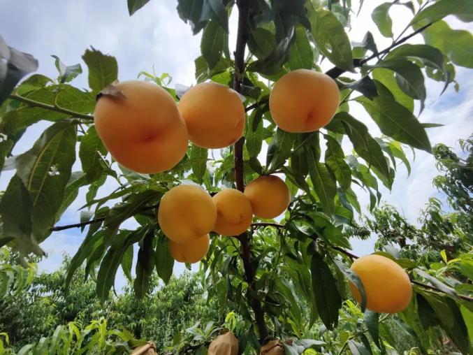 大名县景霞种植园家庭农场的黄桃又迎来了丰收季.
