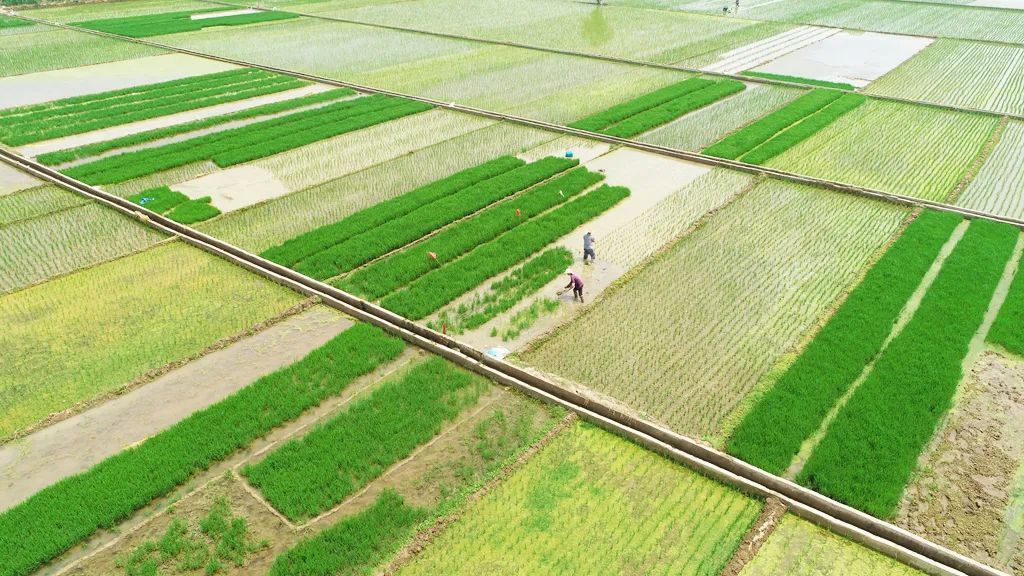 插秧啦!你还记得小时候的秧田吗?