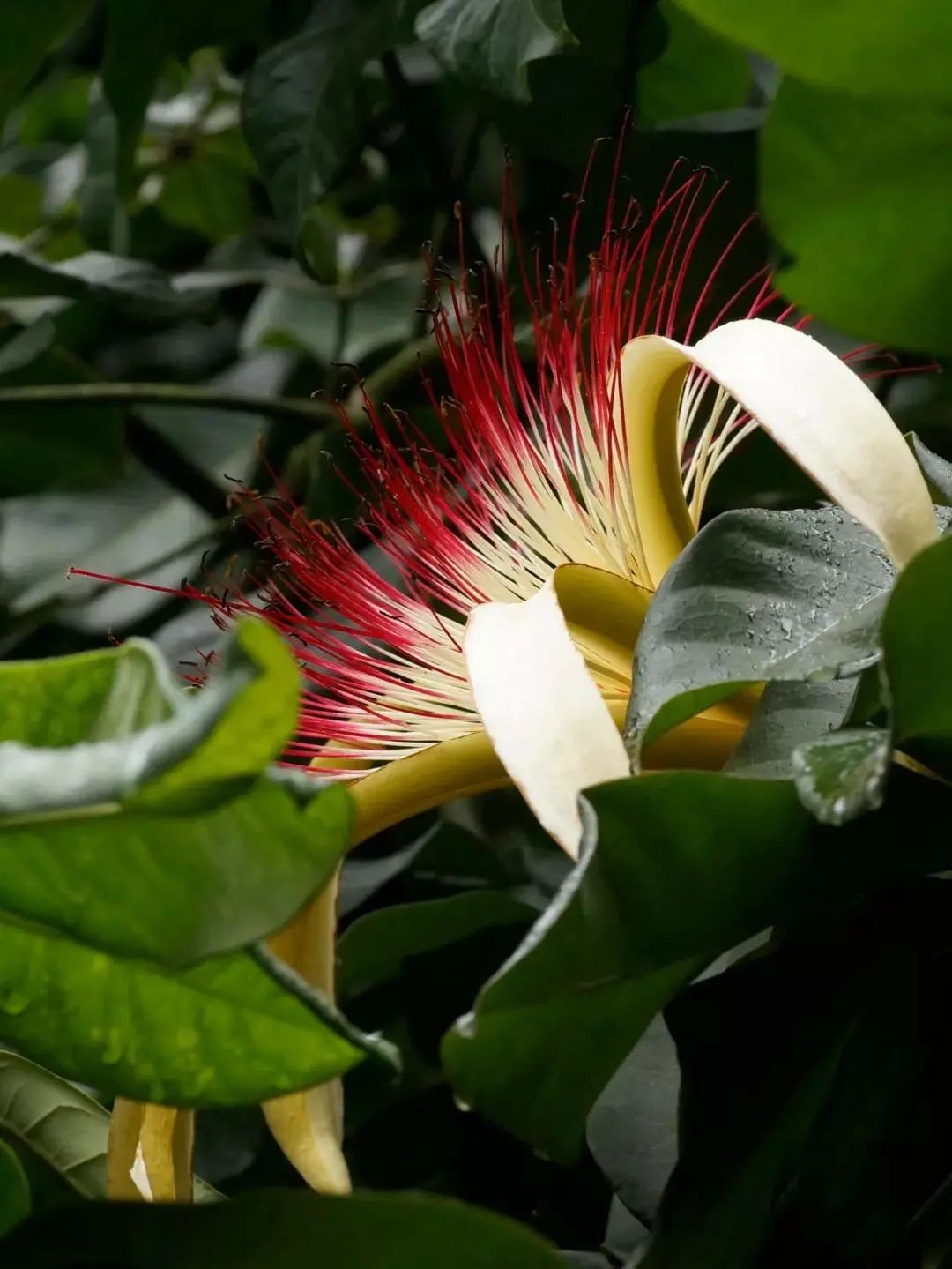 它本能长成参天大树如今在盆栽里拧麻花
