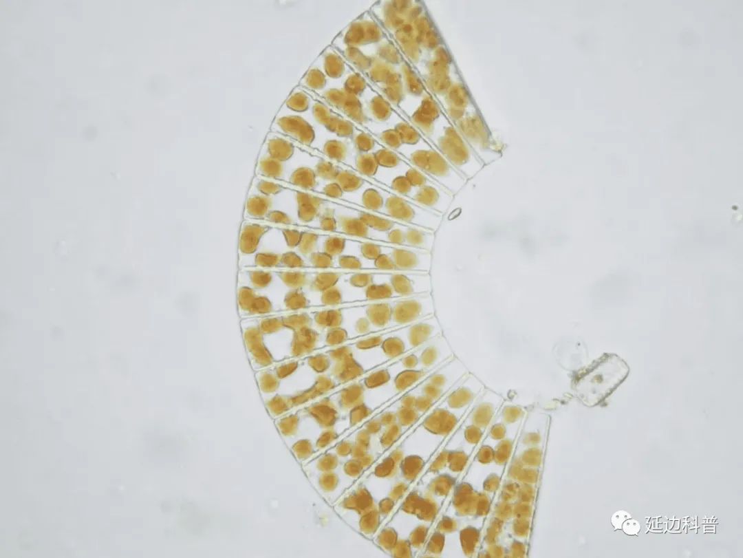 硅藻是什么东西呢?它是一种单细胞藻类生物,在海洋和湖泊中最常见