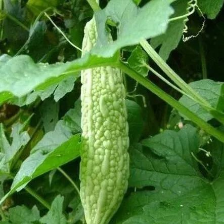 来一份夏日"君子菜",清热消暑,爽利开胃~_政务_澎湃新闻-the paper