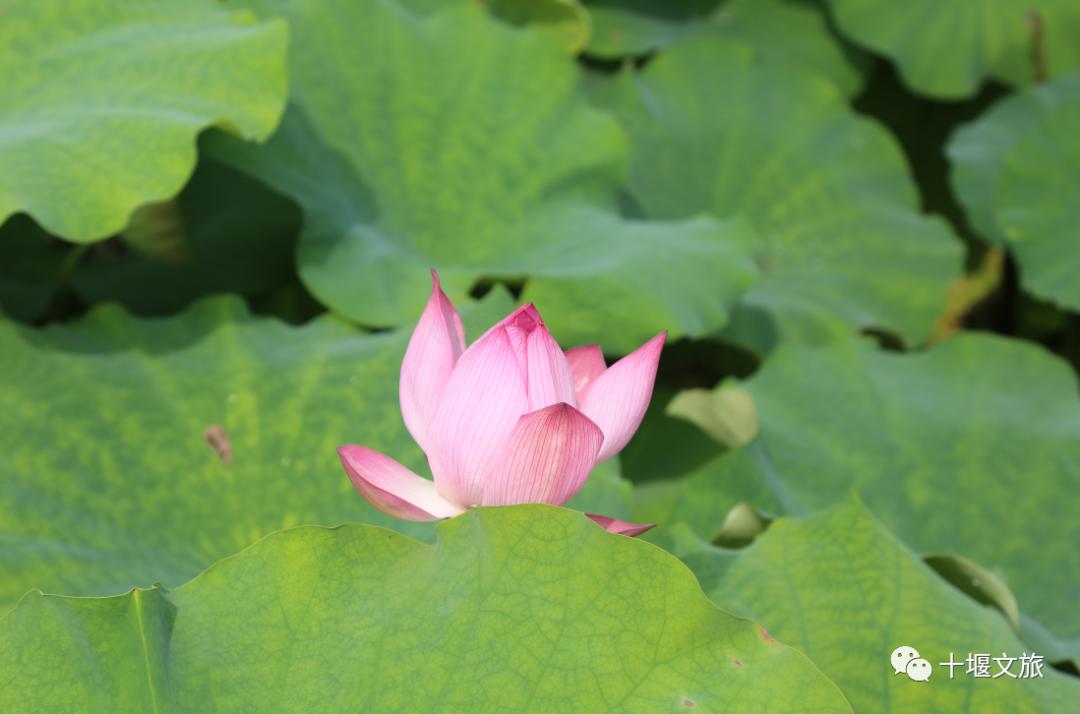 藕花深处 荷 你有约 十堰赏荷花地图来啦