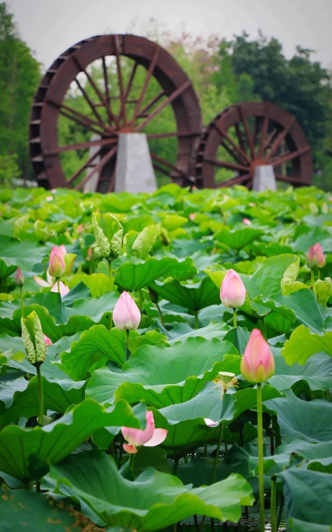 荷花满塘!里水这里藏了一份夏日限定美景