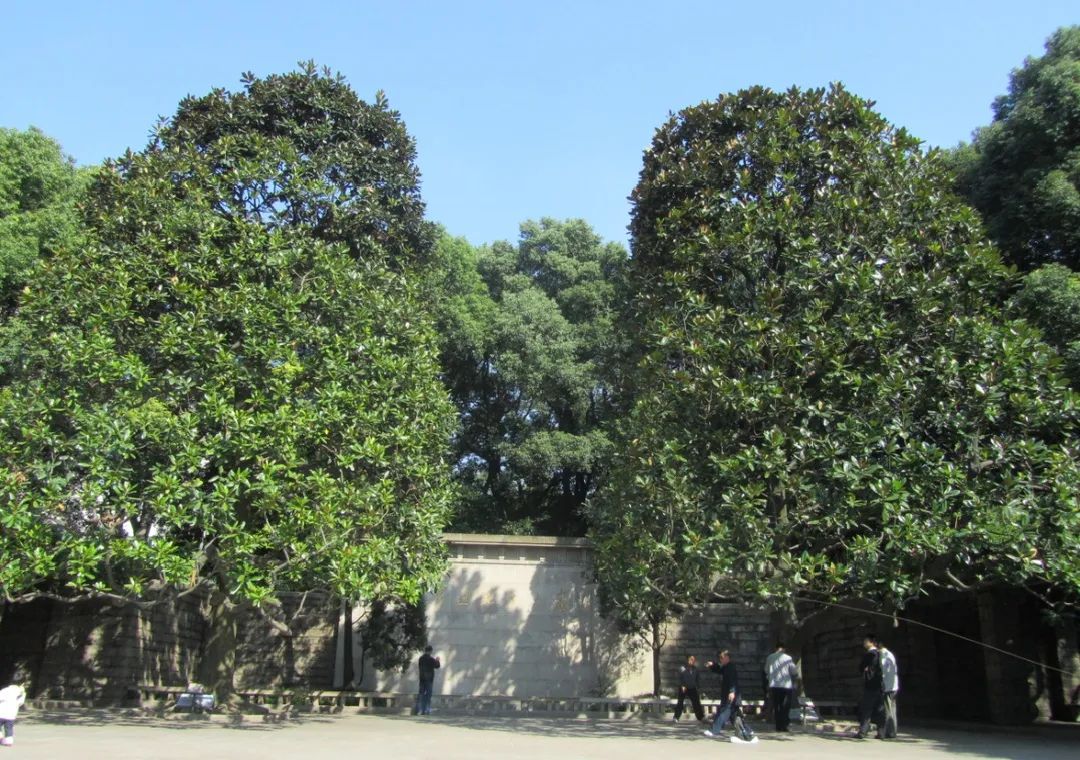 百年百树鲁迅公园里的记忆常青树永护民族魂