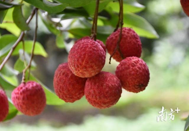 增城仙进奉荔枝(图片来源:广东省农业技术推广中心)