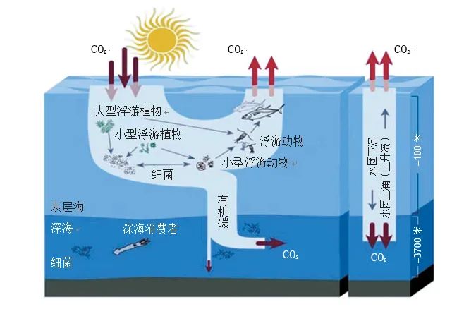 中国科学院院士焦念志提出了一个新的海洋储碳机制——微型生物碳泵