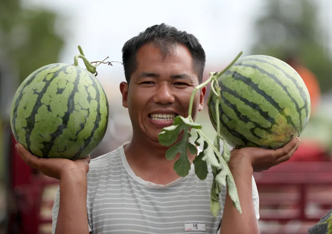 汴梁西瓜穿"礼服,瓜农心里乐开花!