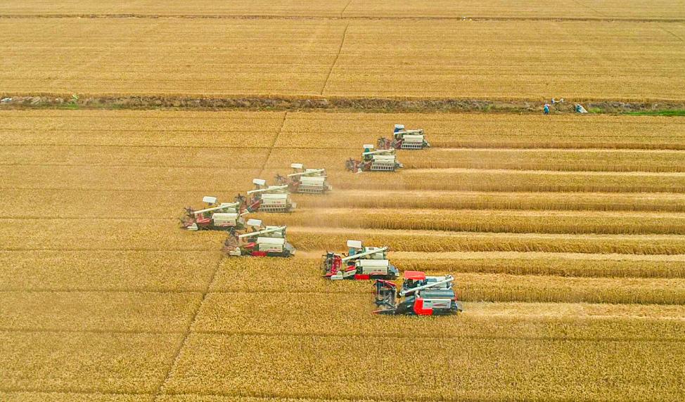 独家直播!农业农村部解码夏粮丰收