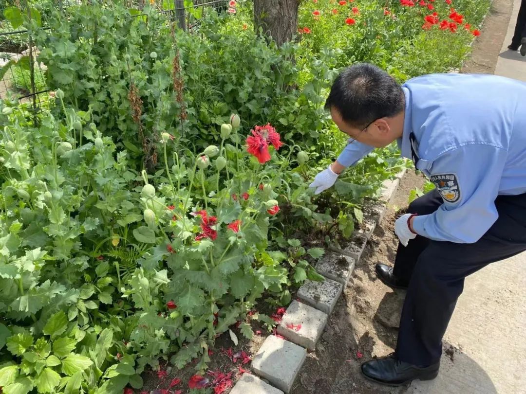 春城派出所铲除法非种植罂粟