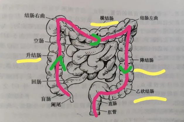 结肠人体位置图图片
