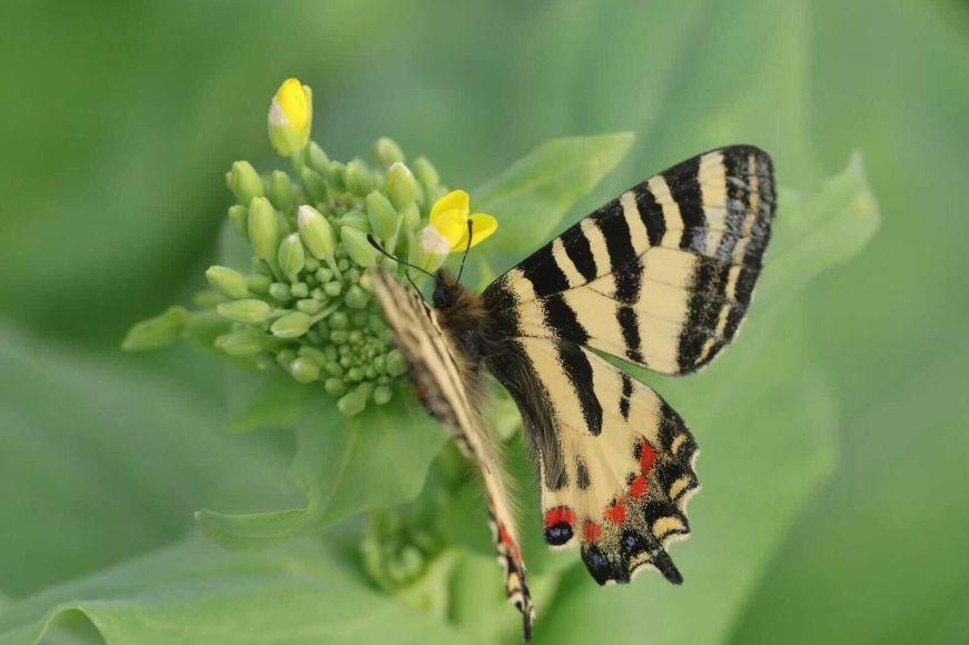 花博会丨你知道这只美丽的大蝴蝶原型是什么吗