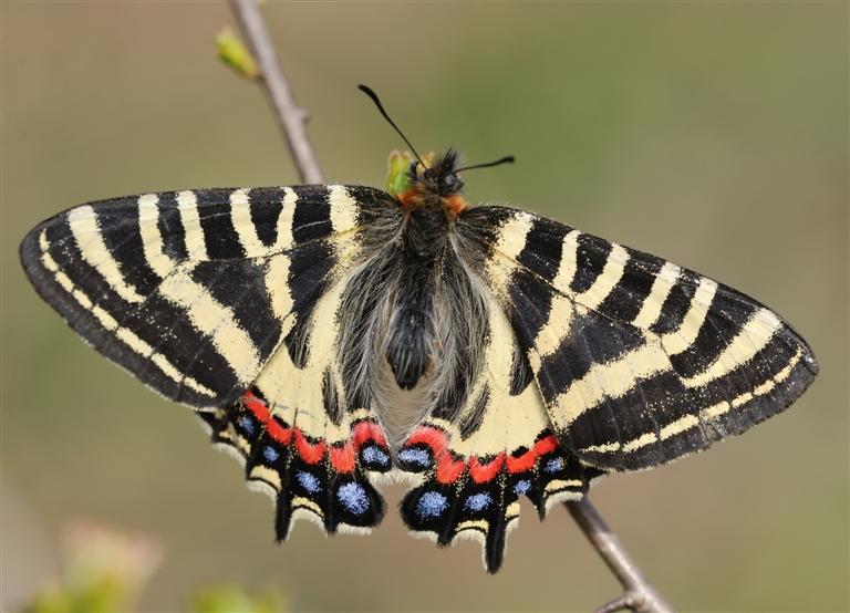花博会丨你知道这只美丽的大蝴蝶原型是什么吗