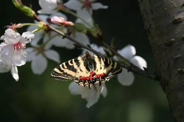 花博会丨你知道这只美丽的大蝴蝶原型是什么吗