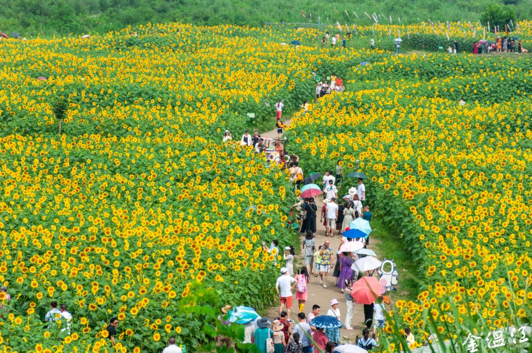 你们想知道的温江向日葵花海在这儿