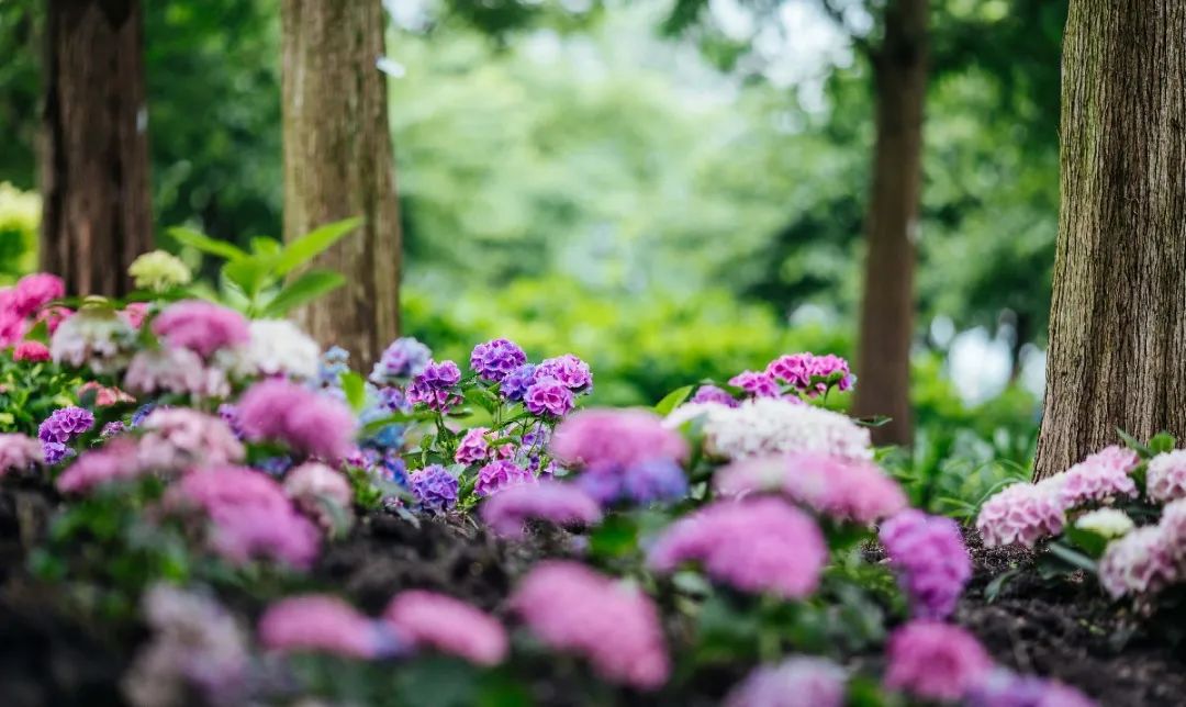 夏日探花辰山植物園2021百年征程仲夏花展揭幕七大主題景點等你來遊