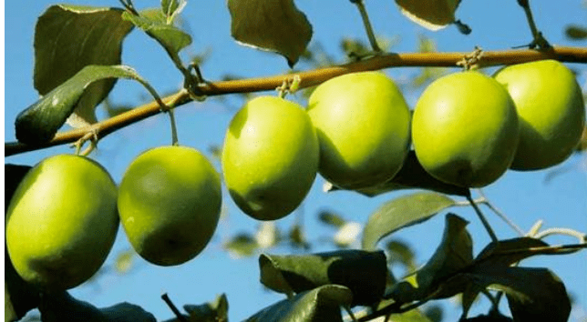 庆祝建党百年征文绿枣如歌邱海文67