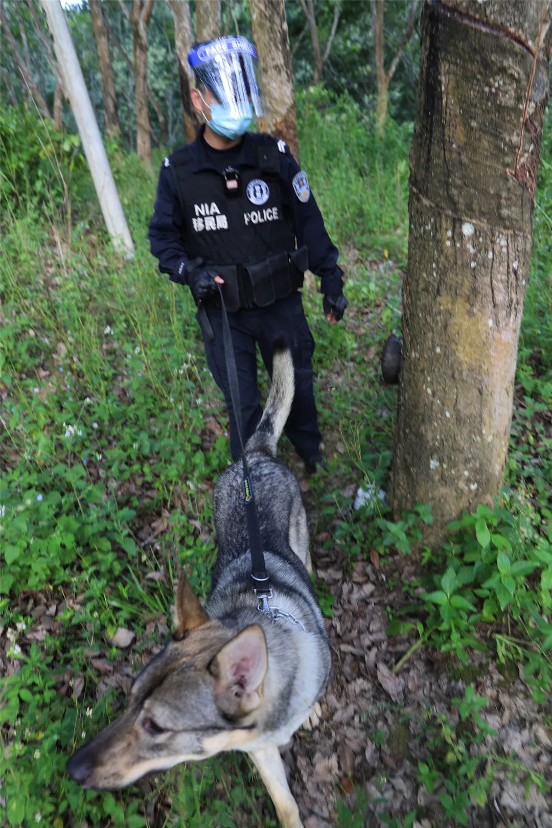 网红警犬飓风这次它闻出来的毒品比它还重