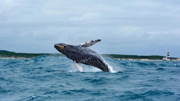 世界动物保护协会：南非阿尔戈阿湾成为最新世界鲸豚遗产地