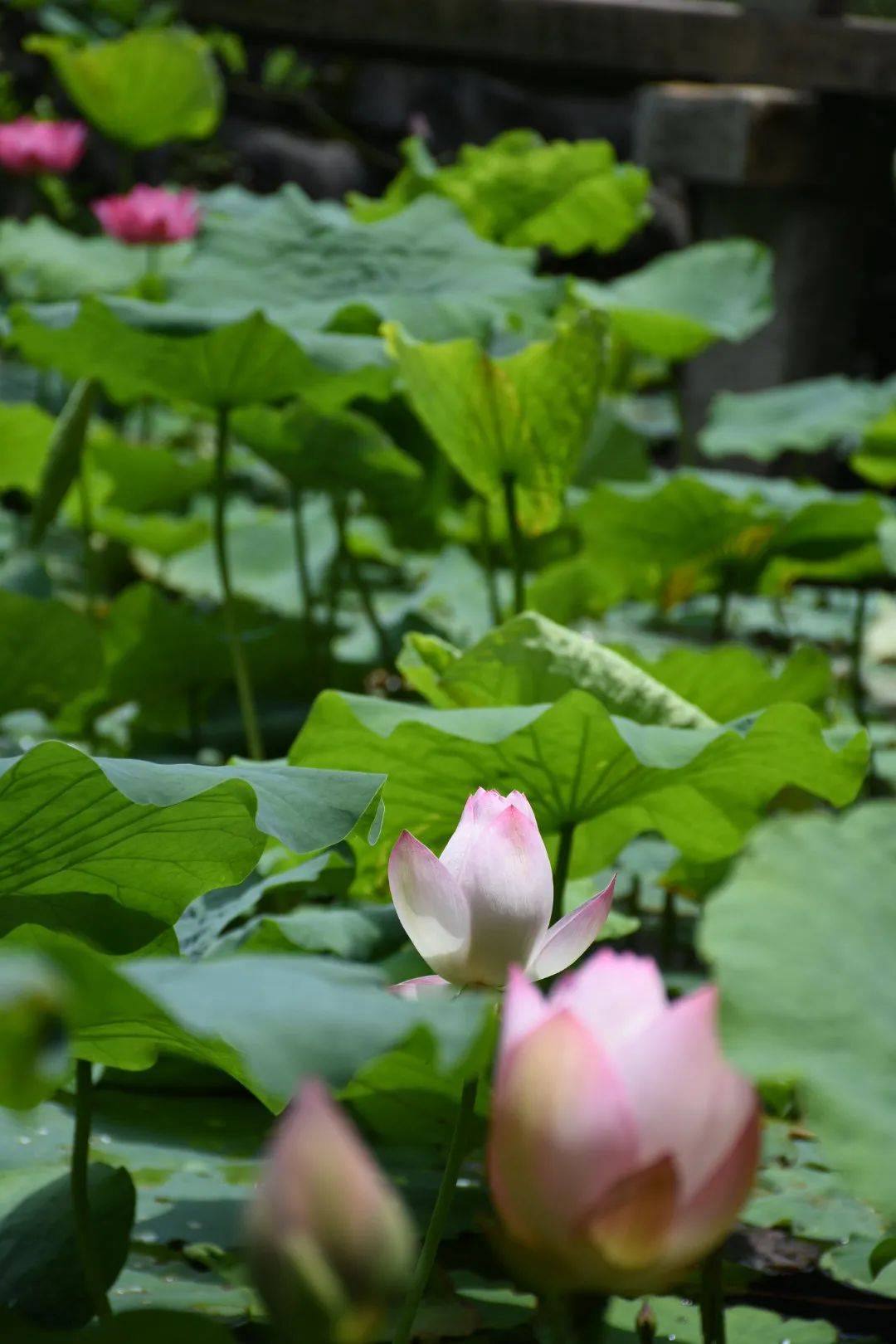 园睡莲池东南荷塘共享"荷"谐盛世2021年第六届上海市奉贤区荷花睡莲节