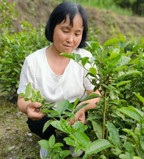 安康市平利县胡德莲万福山村种出幸福新生活