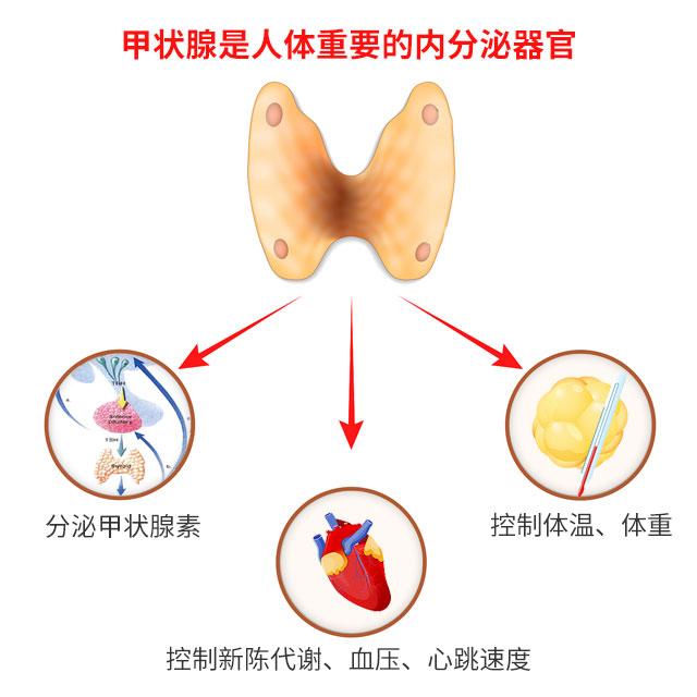通过分泌甲状腺激素维持人体正常的代谢功能