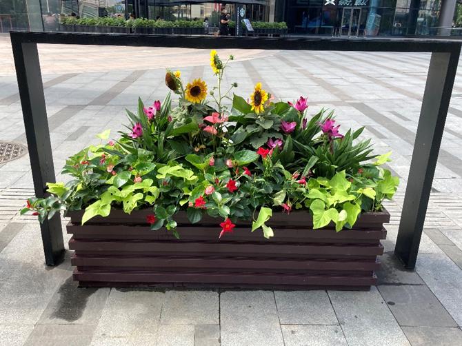 杨浦区五角场附近花坛换新颜来看现场美图
