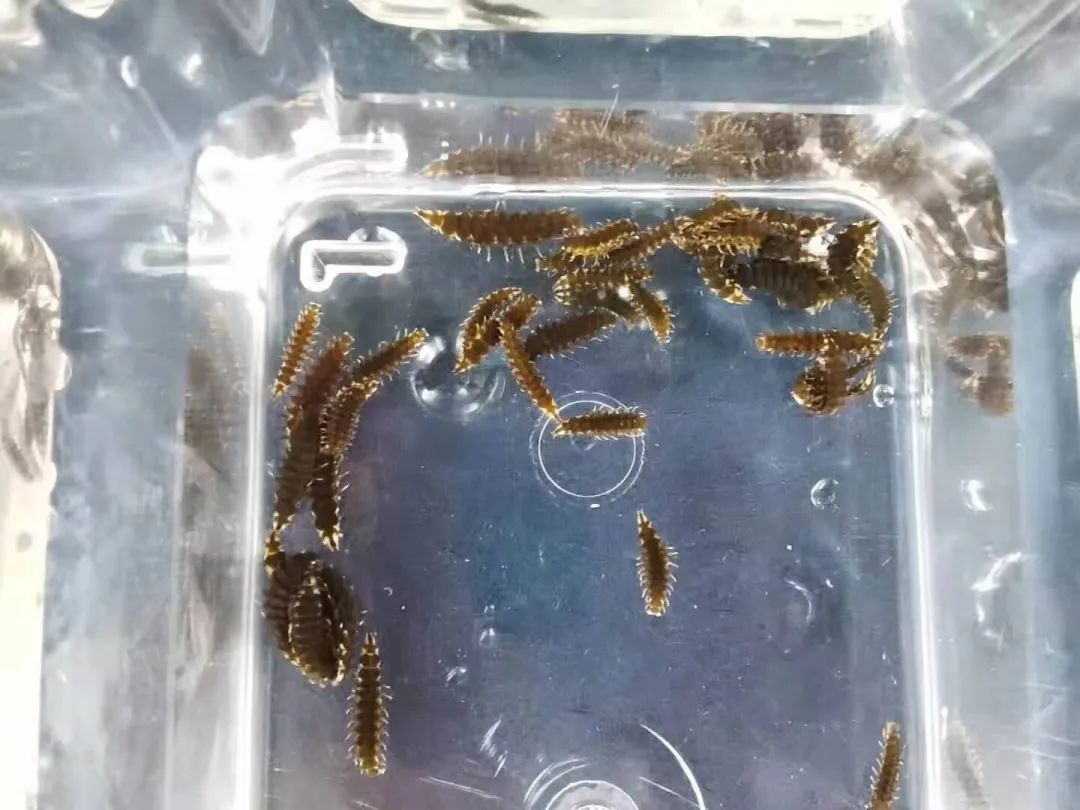 全国首家六千余只萤火虫在这里落户啦