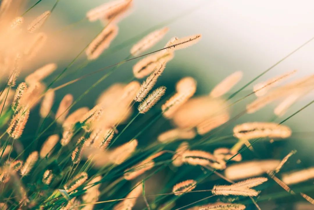 世间种种好 草木总是令人倾倒 湃客 澎湃新闻 The Paper