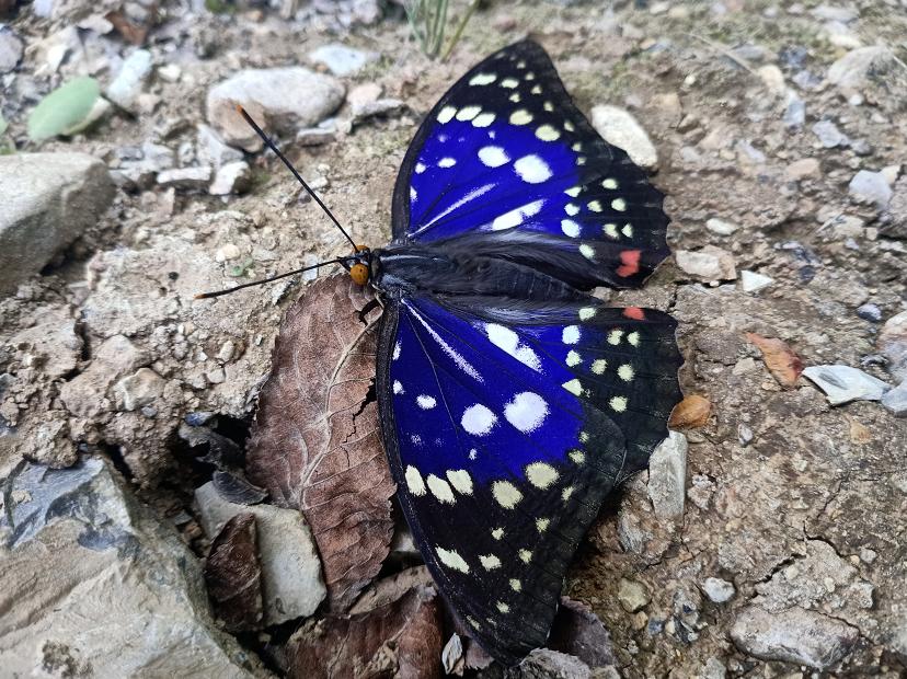 大紫蛱蝶为大型蝶种,翅膀边缘为黑色,中间呈现靓丽的蓝色,并伴有白色