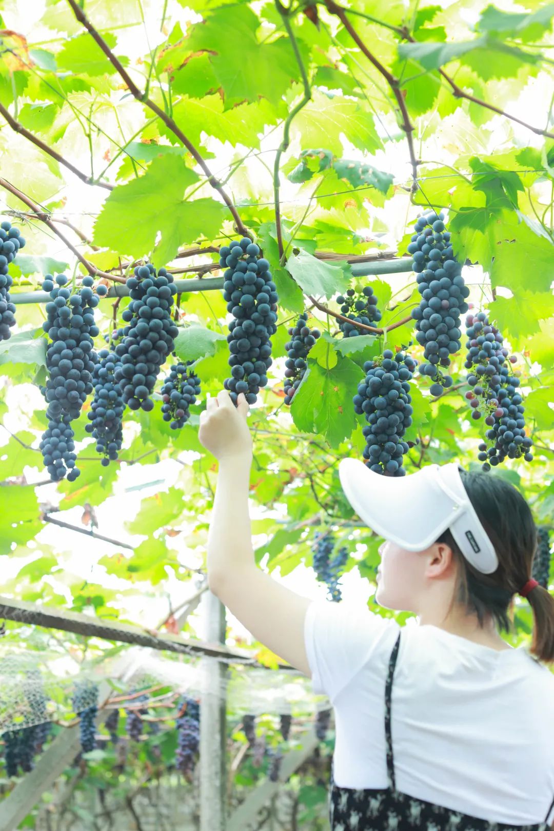 福利又来咯隆昌城边边有家摘葡萄的宝藏地周六开园