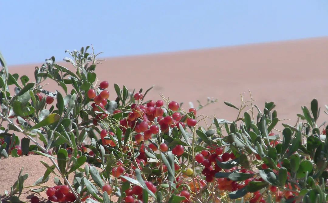 金昌特产方泉沙漠茶获广州国际农产品博览会金奖