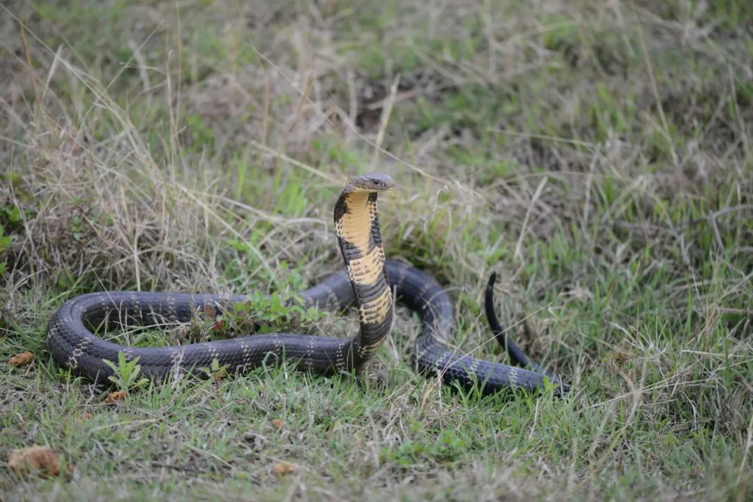 cop15生物多样性百科61动物篇之眼镜王蛇