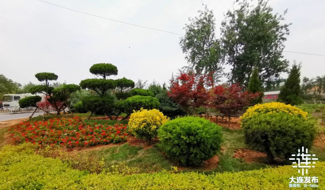 街角绿化▲甘井子图书馆门前鲜花■ 在区政府图书馆前,明珠公园诌边