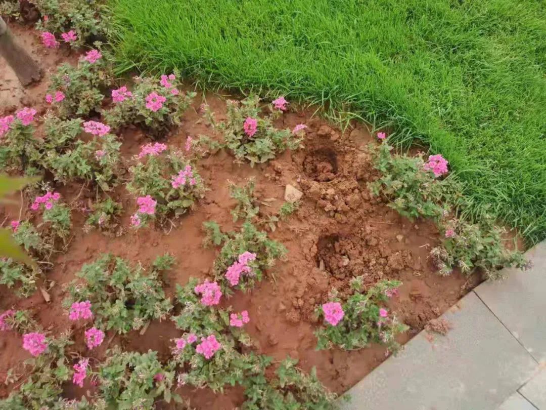 巍山又现偷花贼仅一夜之隔盆栽花卉就遭殃