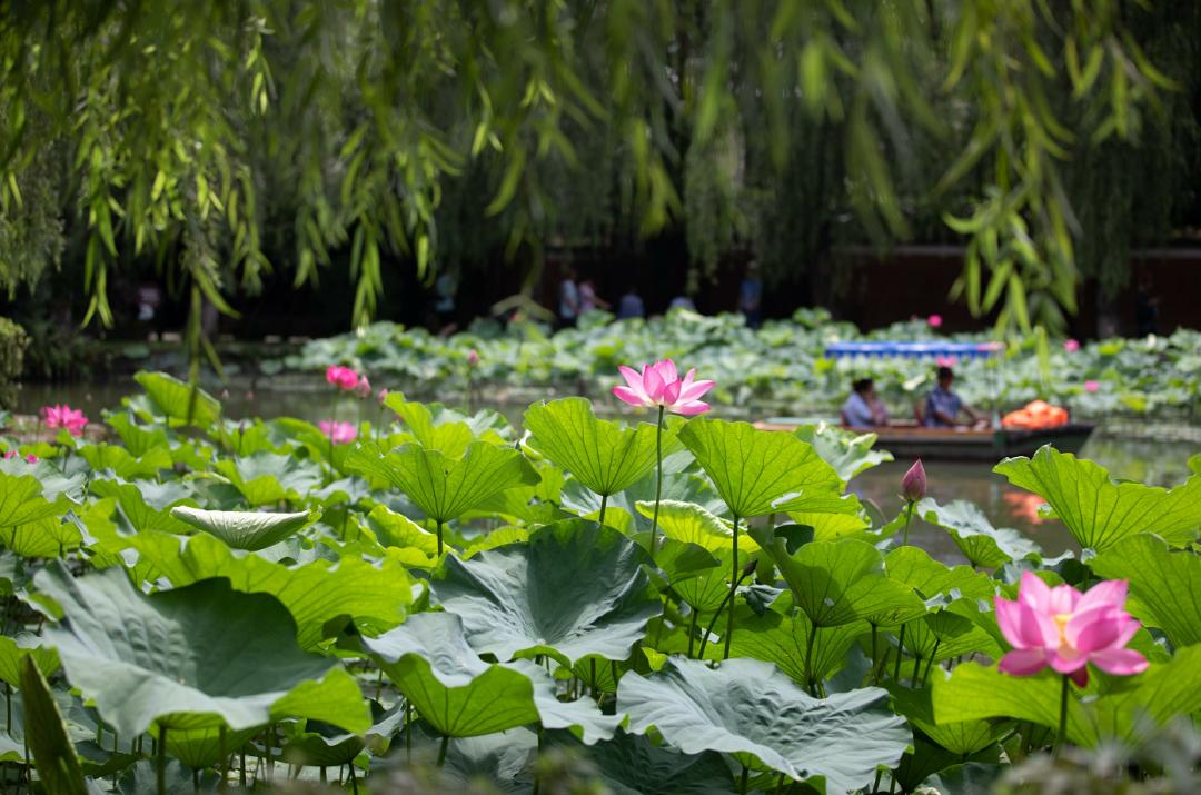 青杠树荷花开啦