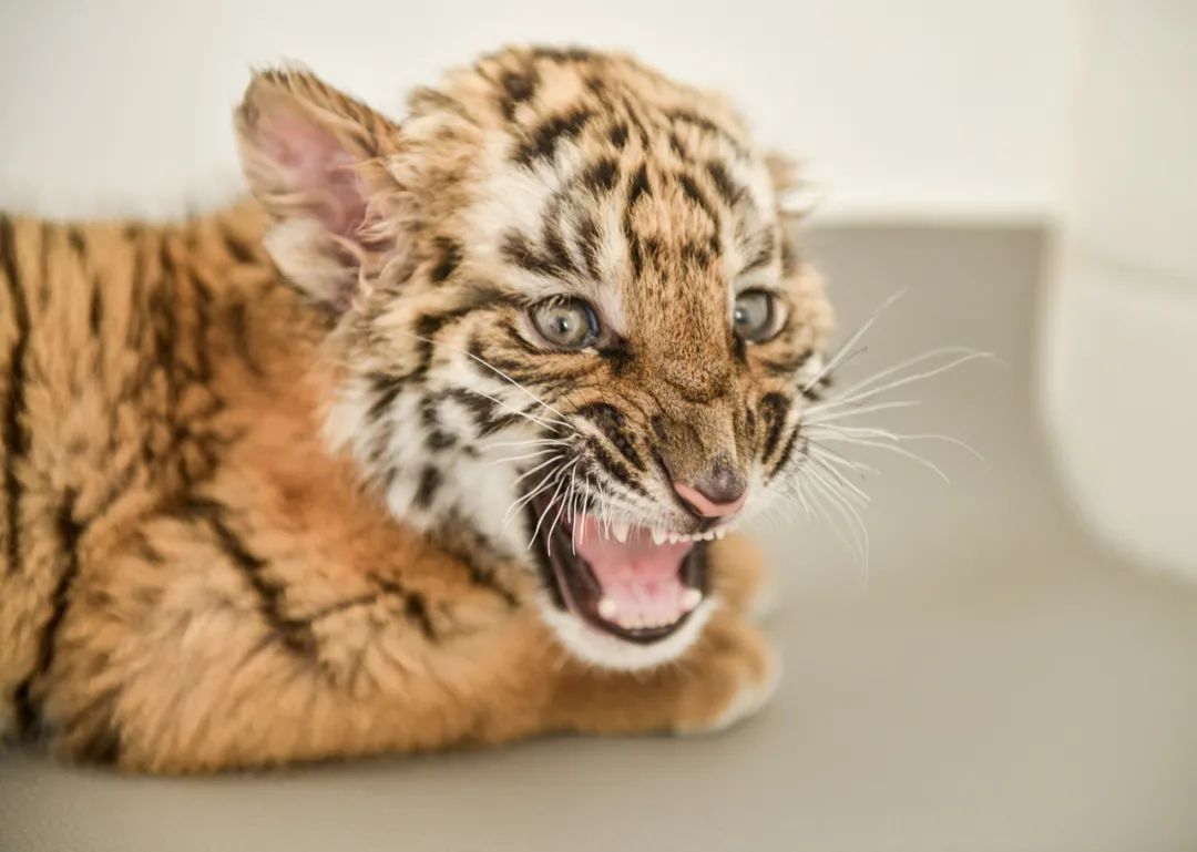 昔日的老虎存于纸上今日的老虎重返自由