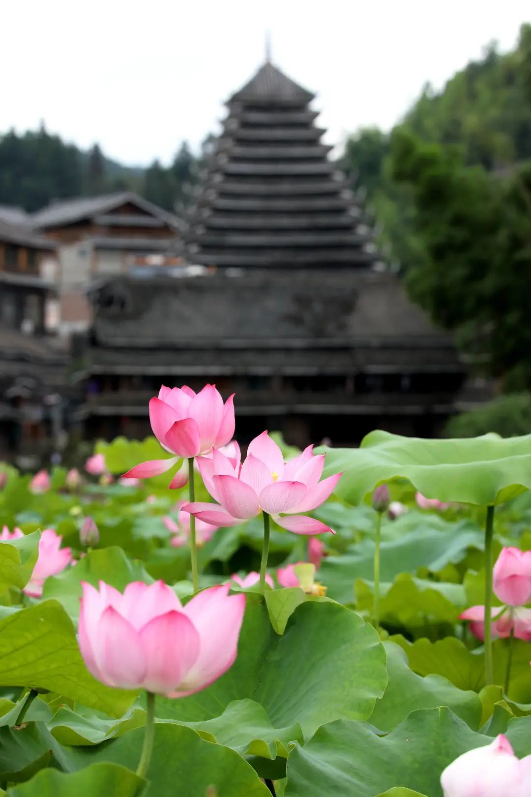荷花已经开得这么美了柳州这些赏荷地点惊艳了整个夏天微探柳州